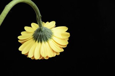 Koyu arkaplanda güzel Gerbera çiçeği, bahar konsepti, yakın görüş  