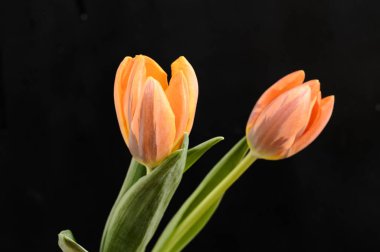 Koyu arkaplanda güzel laleler, bahar konsepti, yakın görüş  