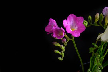 Koyu arkaplanda güzel çiçekler, bahar konsepti, yakın görüş  