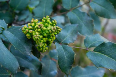 Bahçede yetişen yeşil böğürtlenli çalılar, yakın görüş, yaz konsepti 