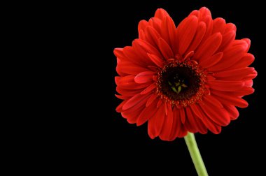 Koyu arkaplanda güzel Gerbera çiçeği, bahar konsepti, yakın görüş  