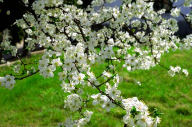 Güzel çiçekli kiraz ağacı dalları, yakın plan, bahar konsepti.  