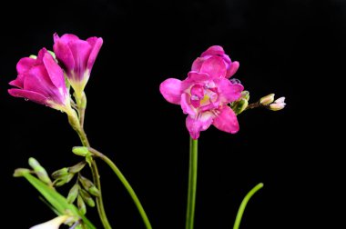 Koyu arkaplanda güzel çiçekler, bahar konsepti, yakın görüş  