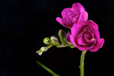 Koyu arkaplanda güzel çiçekler, bahar konsepti, yakın görüş  