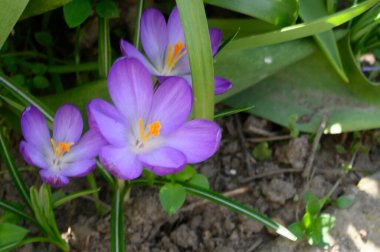 Güneşli yaz gününde bahçede yetişen güzel timsahlar. 