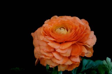 Koyu arkaplanda güzel çiçekler, bahar konsepti, yakın görüş  