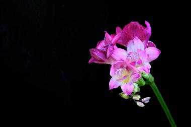 Koyu arkaplanda güzel çiçekler, bahar konsepti, yakın görüş  