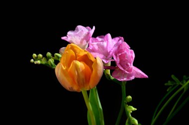 Koyu arkaplanda güzel çiçekler, bahar konsepti, yakın görüş  