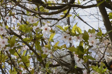 Baharda ağaçta açan beyaz çiçekler.