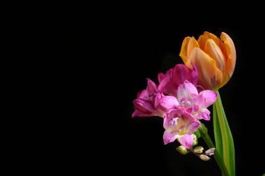 Koyu arkaplanda güzel çiçekler, bahar konsepti, yakın görüş  