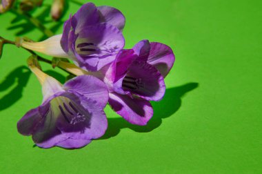 Parlak arka planda güzel çiçekler, bahar konsepti, yakın manzara  