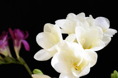 Koyu arkaplanda güzel çiçekler, bahar konsepti, yakın görüş  