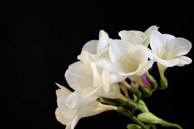 Koyu arkaplanda güzel çiçekler, bahar konsepti, yakın görüş  