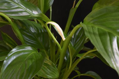 Koyu arka planda yeşil yapraklı güzel bitki, bahar konsepti, yakın görüş  