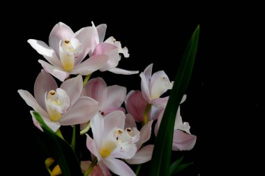 Koyu arkaplanda güzel çiçekler, bahar konsepti, yakın görüş  