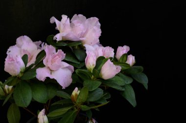 Koyu arkaplanda güzel çiçekler, bahar konsepti, yakın görüş  