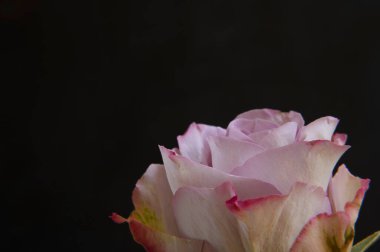 Koyu arkaplanda güzel bir gül, bahar konsepti, yakın görüş  