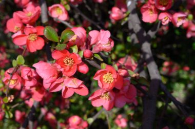 Güzel çiçekli kiraz ağacı dalları, yakın plan, bahar konsepti.  