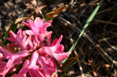 Baharın güneşli günlerinde bahçede büyüyen güzel çiçekler. 
