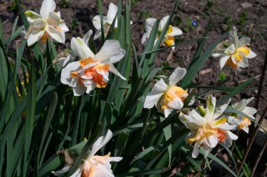 Baharın güneşli günlerinde bahçede yetişen güzel nergisler 