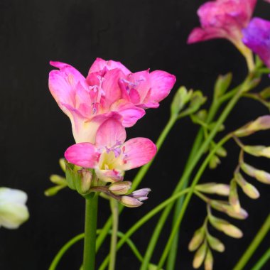 Koyu arkaplanda güzel çiçekler, bahar konsepti, yakın görüş  