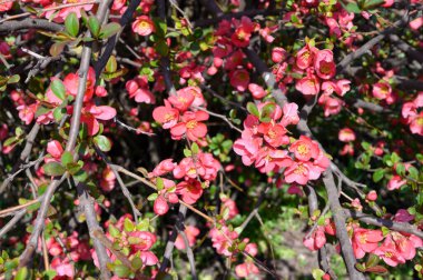 Güzel çiçekli kiraz ağacı dalları, yakın plan, bahar konsepti.  