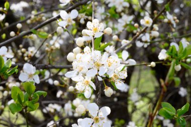 Güzel çiçekli kiraz ağacı dalları, yakın plan, bahar konsepti.  