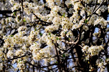 Güzel çiçekli kiraz ağacı dalları, yakın plan, bahar konsepti.  