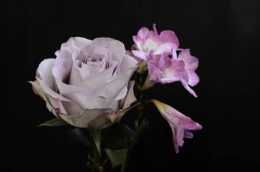 Koyu arkaplanda güzel çiçekler, bahar konsepti, yakın görüş  