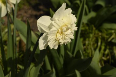 Baharın güneşli günlerinde bahçede yetişen güzel nergis. 