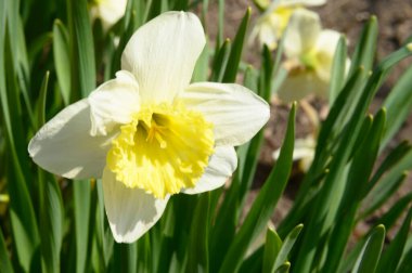 Baharın güneşli günlerinde bahçede yetişen güzel nergis çiçeği. 