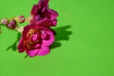 Parlak arka planda güzel çiçekler, bahar konsepti, yakın manzara  