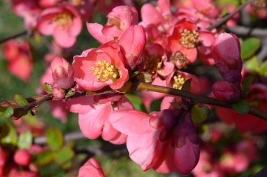 Güzel çiçekli kiraz ağacı dalları, yakın plan, bahar konsepti.  