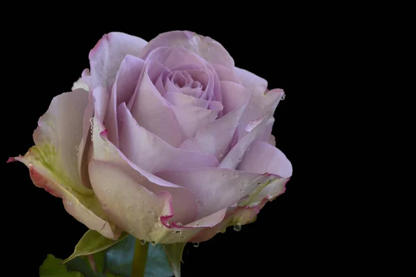 Красива Квітка Троянди Темному Фоні Концепція Весни Вид Крупним Планом — стокове фото