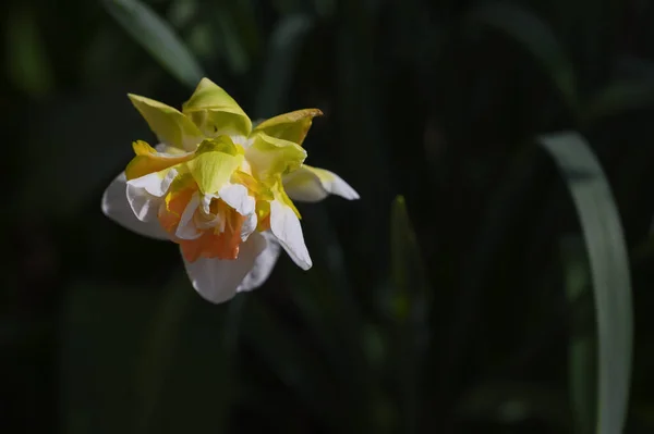 春の晴れた日に庭で育つ美しいダフォディの花 — ストック写真