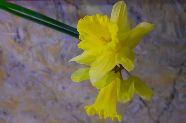 Beautiful Daffodils Mirror Background Spring Concept Close View — Stock Photo, Image