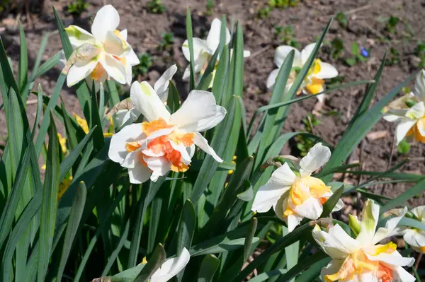 beautiful daffodils growing in garden at spring sunny day