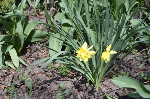 Bellissimi Narcisi Che Crescono Giardino Primavera Giornata Sole — Foto Stock