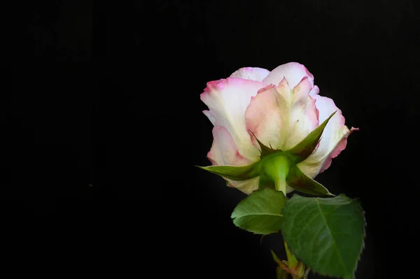 Bela Rosa Flor Fundo Escuro Conceito Primavera Vista Próxima — Fotografia de Stock