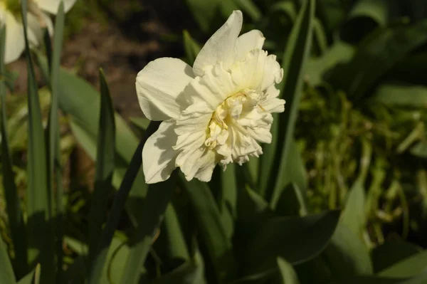 Mooie Narcis Groeien Tuin Het Voorjaar Zonnige Dag — Stockfoto