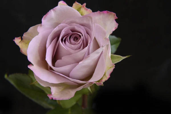 Красивый Цветок Розы Темном Фоне Весенняя Концепция Близкий Вид — стоковое фото