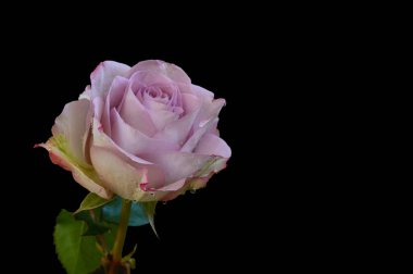 Koyu arkaplanda güzel bir gül, bahar konsepti, yakın görüş  