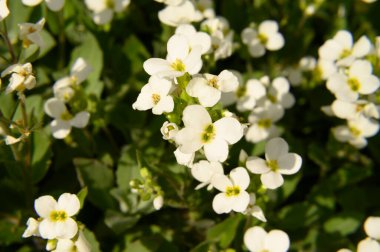 Güzel çiçekli kiraz ağacı dalları, yakın plan, bahar konsepti.  