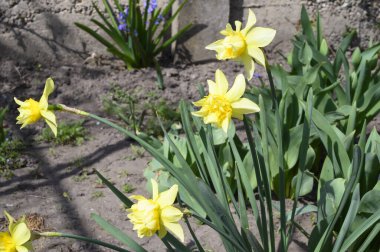 Baharın güneşli günlerinde bahçede yetişen güzel nergisler 