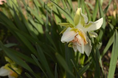 Baharın güneşli günlerinde bahçede yetişen güzel nergis. 