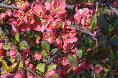 Güzel çiçekli kiraz ağacı dalları, yakın plan, bahar konsepti.  