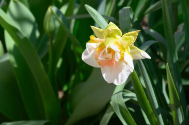 Baharın güneşli günlerinde bahçede yetişen güzel nergis çiçeği. 