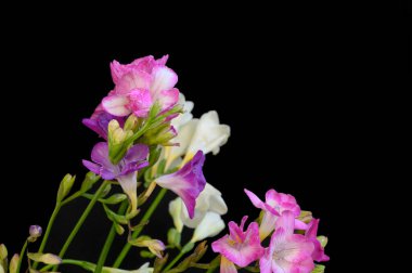 Koyu arkaplanda güzel çiçekler, bahar konsepti, yakın görüş  