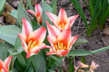 Baharın güneşli günlerinde bahçede büyüyen güzel laleler. 