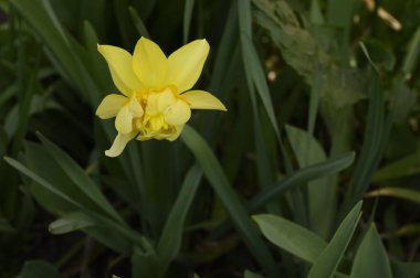 Baharın güneşli günlerinde bahçede yetişen güzel nergis. 